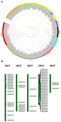 Genome Identification and Expression Analysis of GRAS Family Related to Development, Hormone and Pathogen Stress in Brachypodium distachyon